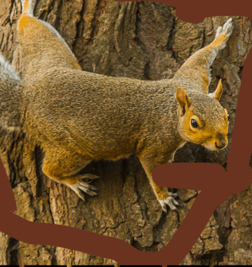 Rodent Drawing Workshop